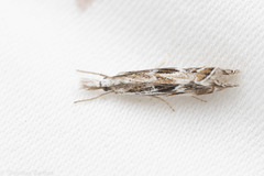 Catoptria oregonicus