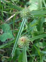 Cyperus brevifolioides