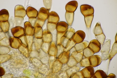 Puccinia punctata