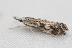 Catoptria oregonicus