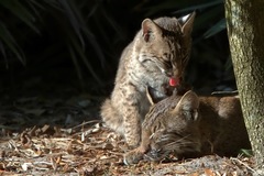 Lynx rufus image