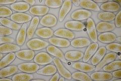 Melampsora allii-populina