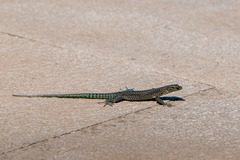 Dalmatolacerta oxycephala