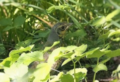 Turdus pilaris