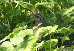 Turdus pilaris