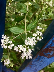 Stevia salicifolia