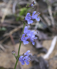 Salvia isensis