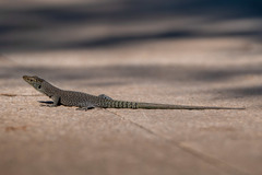 Dalmatolacerta oxycephala