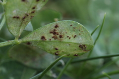 Uromyces euphorbiae-corniculati