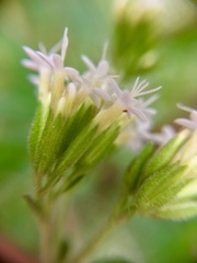 Stevia salicifolia