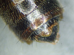 Anotylus rugosus