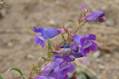 Penstemon speciosus