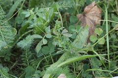 Uromyces euphorbiae-corniculati