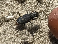 Cicindela haemorrhagica