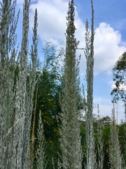 Muhlenbergia robusta