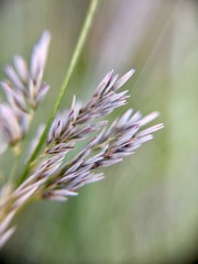 Muhlenbergia robusta