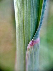 Muhlenbergia robusta
