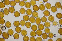 Uromyces euphorbiae-corniculati