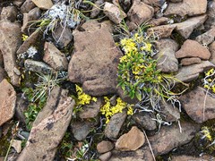 Vulpicida juniperinus