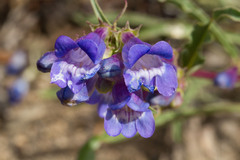 Penstemon speciosus