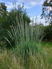 Muhlenbergia robusta