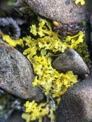 Vulpicida juniperinus