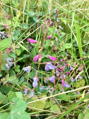 Desmodium grahamii