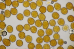 Uromyces euphorbiae-corniculati