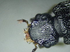 Anotylus rugosus