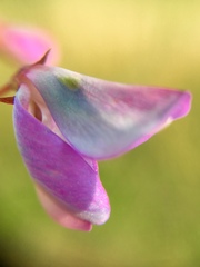 Desmodium grahamii