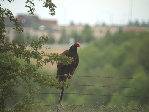 Turkey Vulture photographed in Oregon
