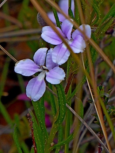 Coopernookia barbata (Coopernookia barbata)