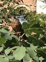 Turdus migratorius