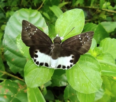 Tagiades litigiosa