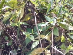 Lisianthius seemannii