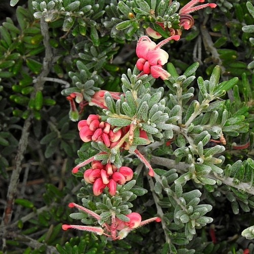 Grevillea lanigera