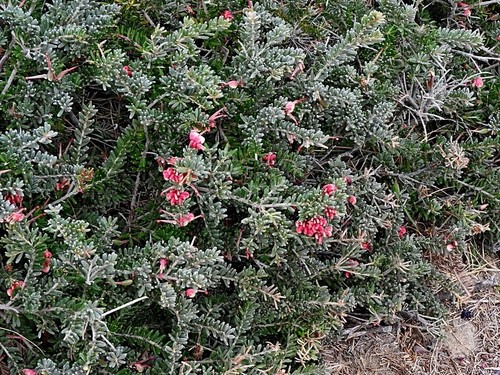 Grevillea lanigera