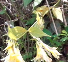 Lisianthius seemannii