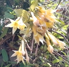 Lisianthius seemannii