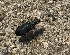 Cicindela haemorrhagica