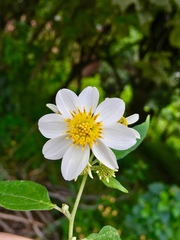 Montanoa leucantha