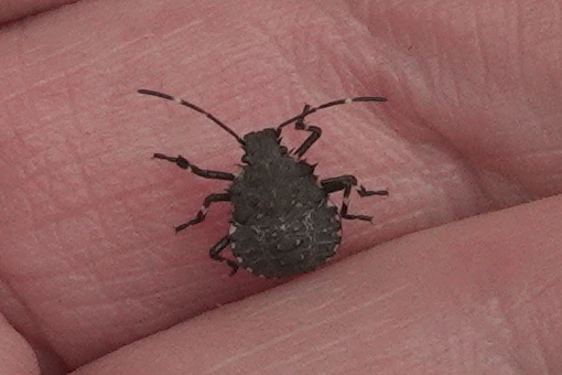 Brown Marmorated Stink Bug from Chandler Park Area, Cougar Mountain ...