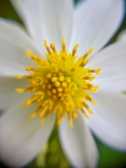 Montanoa leucantha