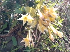 Lisianthius seemannii