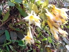 Lisianthius seemannii