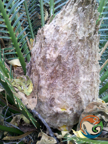 Dioon purpusii, photograph 5