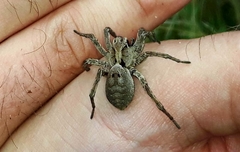 Alopecosa inquilina