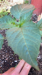 Nicandra physalodes
