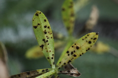 Puccinia punctata