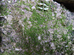 Tortula muralis aestiva